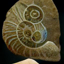 generated: a girl examining an ammonite fossil #3